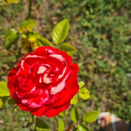Bed and Breakfast Dolce Alba Montecastrilli Exterior foto