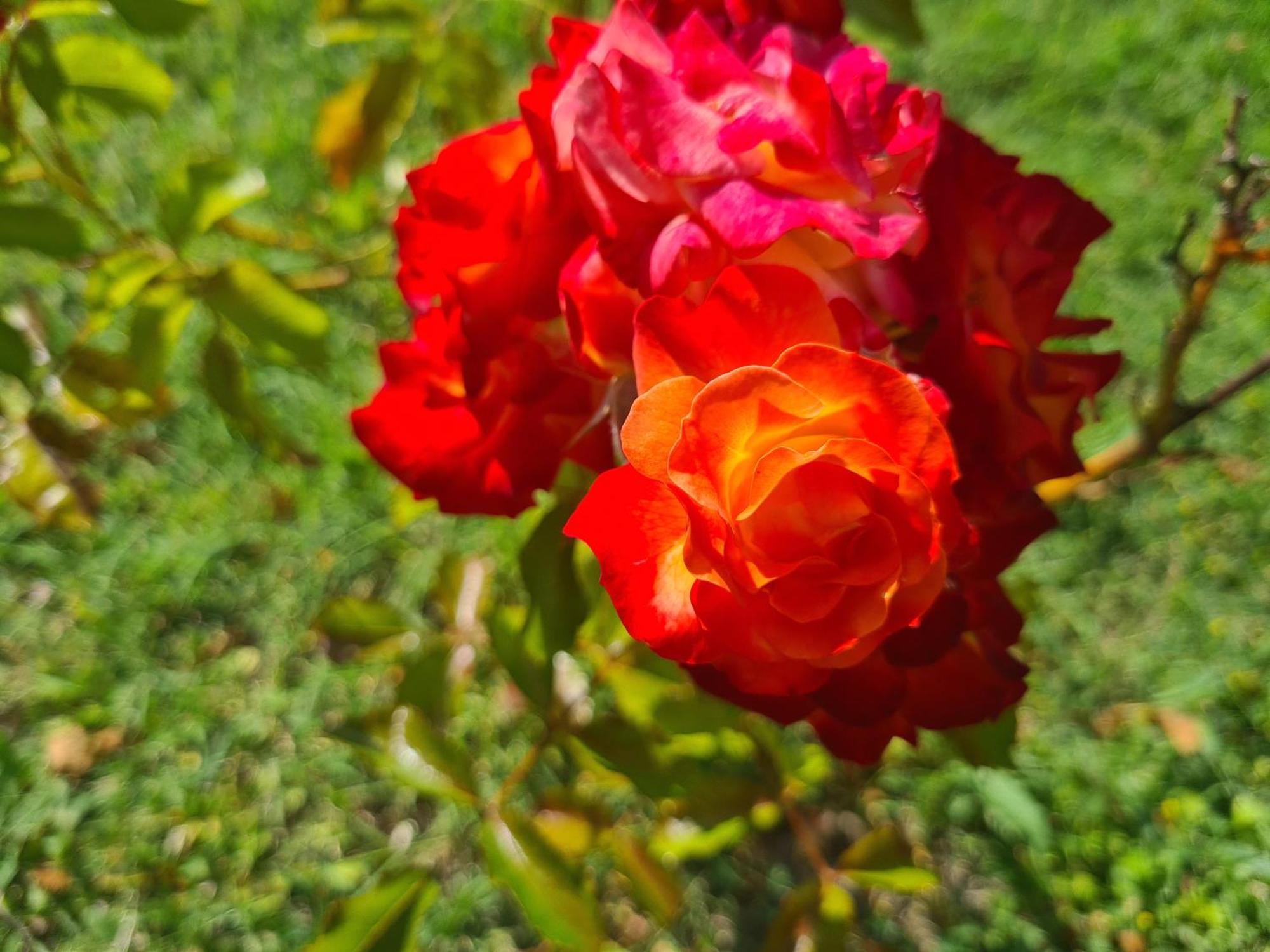 Bed and Breakfast Dolce Alba Montecastrilli Exterior foto