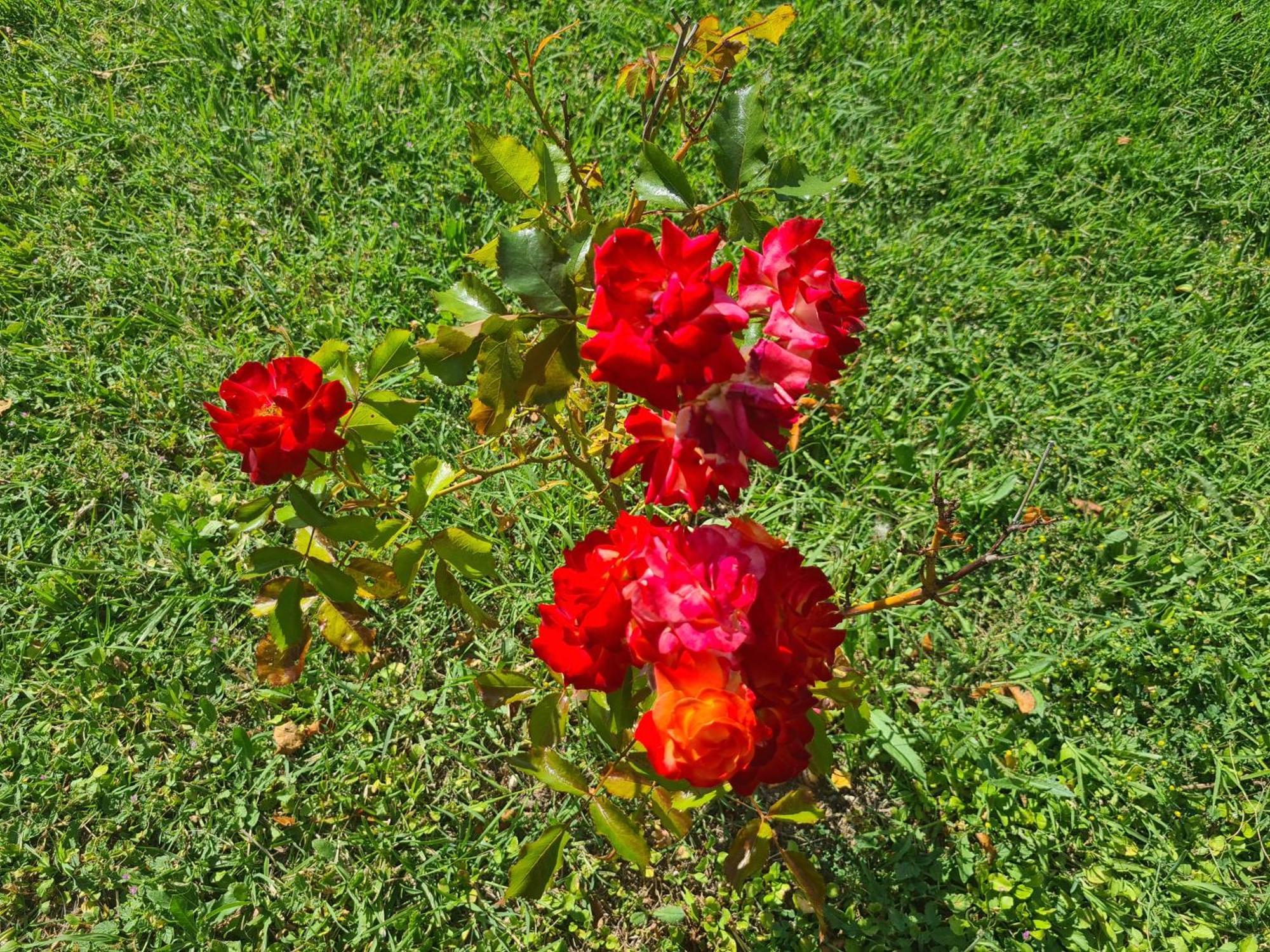 Bed and Breakfast Dolce Alba Montecastrilli Exterior foto